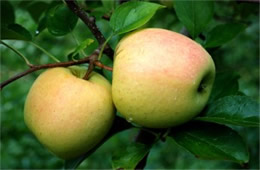 Golden Apples