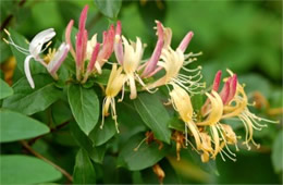 Lonicera periclymenum - European Honeysuckle