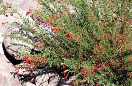 Epilobium Canum - Hummingbird Trumpet