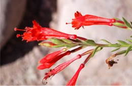 Epilobium Canum - Hummingbird Trumpet