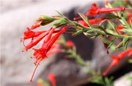 Epilobium Canum - Hummingbird Trumpet