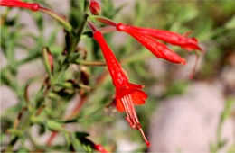 Epilobium Canum - Hummingbird Trumpet