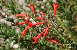 Epilobium Canum - Hummingbird Trumpet