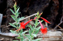 Hummingbird Trumpet - Epilobium canum