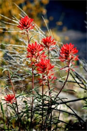 Castilleja lanata - Woolly Paintbrush