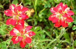 Castilleja - Indian Paintbrush