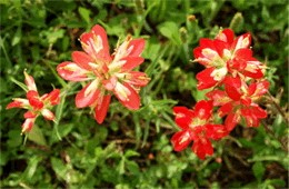 Castilleja - Indian Paintbrush