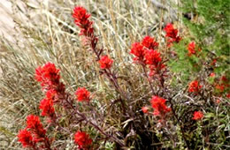 Castilleja lanata - Woolly Paintbrush