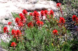 Castilleja lanata - Woolly Paintbrush