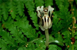 Monotropa uniflora - Indian Pipe