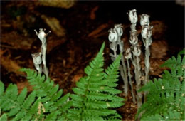 Monotropa uniflora - Indian Pipe