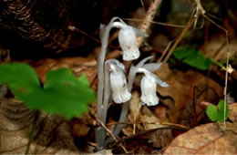 Monotropa uniflora - Indian Pipe