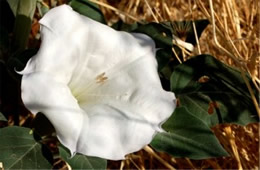 Datura stramonium - Jimson Weed