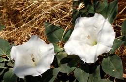 Datura stramonium - Jimson Weed