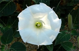 Datura stramonium - Jimson Weed