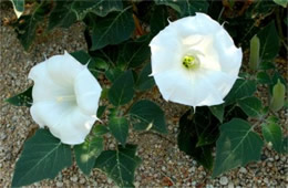 Datura stramonium - Jimson Weed