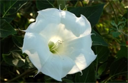 Datura stramonium - Jimson Weed