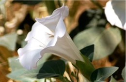 Datura stramonium - Jimson Weed