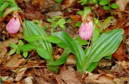 Pink Lady's Slipper