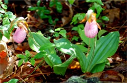 Pink Lady's Slipper