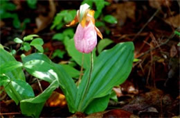 Pink Lady's Slipper