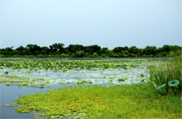 Lake with Aquatic Plants