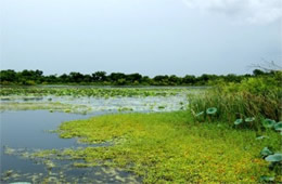 Lake with Aquatic Plants