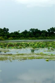 Lake with Aquatic Plants