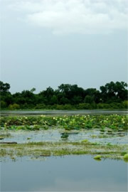 Lake with Aquatic Plants