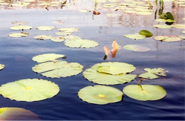 lilly pads