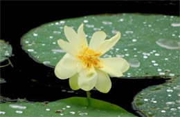 Lotus Flower