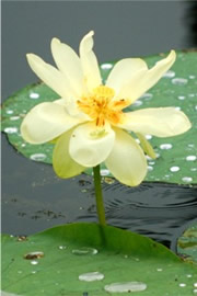 Lotus Flower