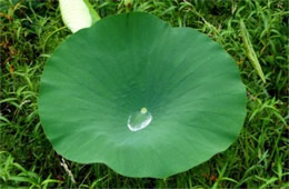 Lotus Pad