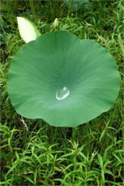 Lotus Pad