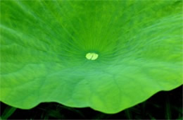 Lotus Pad