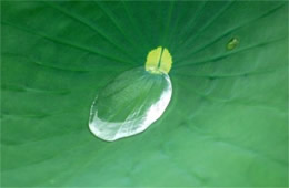 Lotus Pad