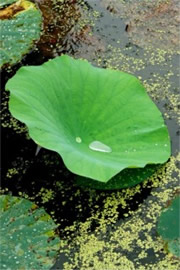 Lotus Pads