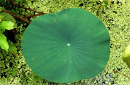 Lotus Pad