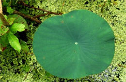 Lotus Pad