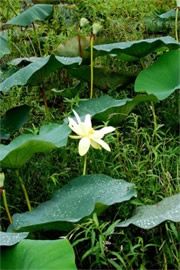 Lotus Pads and Flower