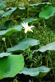 Lotus Pads and Flower