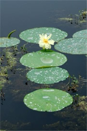 Lotus Pads and Flower