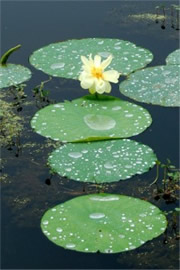 Lotus Pads and Flower