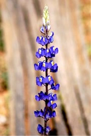 Lupinus sparsiflorus - Desert Lupine