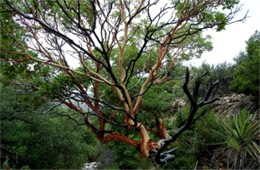 Arbutus xalapensis - Texas Madrone Tree