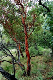 Arbutus xalapensis - Texas Madrone Tree