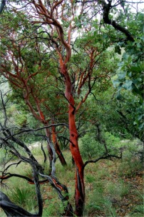 Texas Madrone