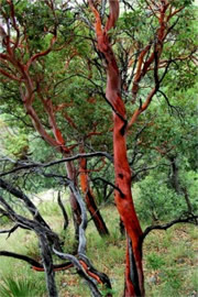 Texas Madrone