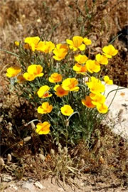 Eschscholtzia californica - Mexican Poppy