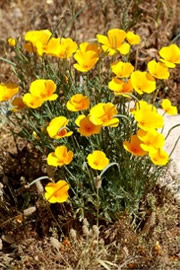 Eschscholtzia californica - Mexican Poppy